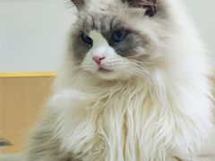 -鼓捣猫呢主题猫咖店