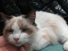 -藏猫猫咖啡主题馆(中央大道店)