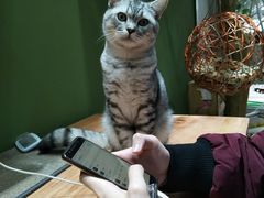 -猫亿天猫咖