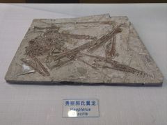 -吉林省自然博物馆