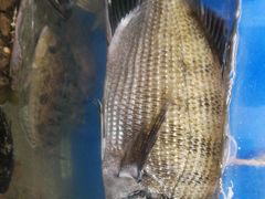 -宾朋海鲜特色美食餐厅·纯手工鲅鱼水饺(兴海路店)