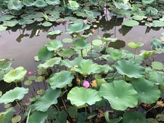 -大兴滨河森林公园