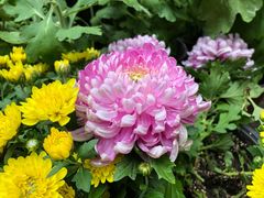 景点-无锡惠山寺