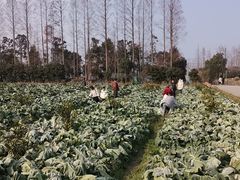 -前小桔亲子创意农场·草莓采摘·露营烧烤