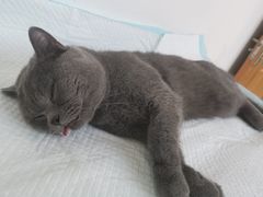 -灵美宠物诊所