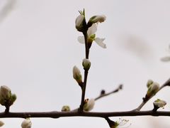 -桃花堤公园