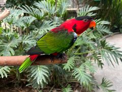 -南宫五洲植物乐园