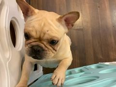 -柯斗斗主题餐厅·狗咖·围炉煮茶·茶饮(国瑞升平里店)