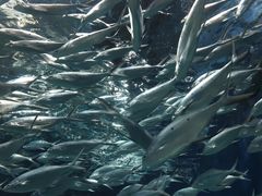 -上海海洋水族馆