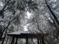 -铁山坪森林公园