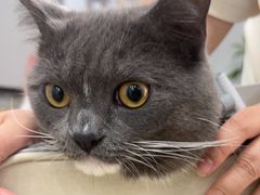 -东莞宠友24H宠物中心医院·转诊夜诊·异宠(新河北路院)