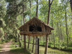 -合肥滨湖国家森林公园