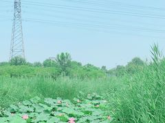 -翠湖国家城市湿地公园