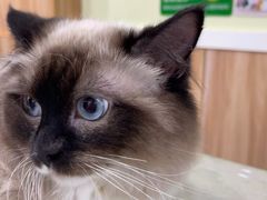 -瑞鹏宠物医院·猫科·宠保定点(梅溪湖分院)