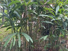 -广州神农草堂中医药博物馆