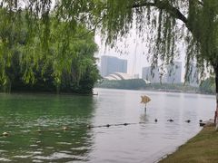 -天鹅湖体育公园