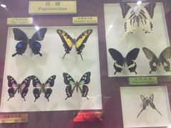 -上海昆虫博物馆