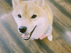 -豆柴町-柴犬主题狗咖(红鼎国际C座店)