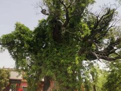 -大槐树寻根祭祖园