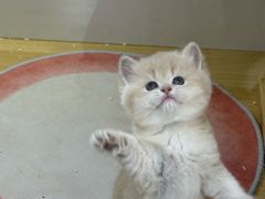 -青奢宠物·青奢猫舍