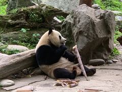 -都江堰中华大熊猫苑