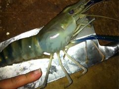 iphone_upload_pic-小象钓虾·营地烧烤(洛溪店)