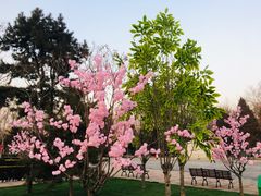 -黄村公园