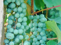 -安德鲁户外烧烤帐篷营地(马泉营店)