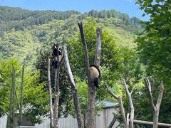 -卧龙中华大熊猫苑神树坪基地