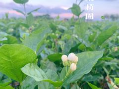 景点-中华茉莉园