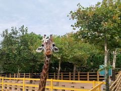 -西霞口神雕山野生动物世界