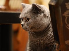 -猫小院猫主题咖啡厅(北锣店)