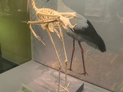 -天津自然博物馆