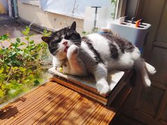 -海边的猫和咖啡馆
