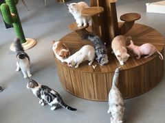 -飞行喵MR PILOT|猫舍·猫咖(静安大融城店)