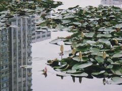 -孺子亭公园