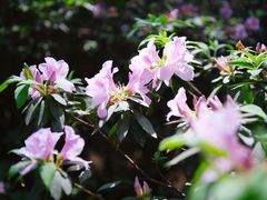 -铁山坪森林公园