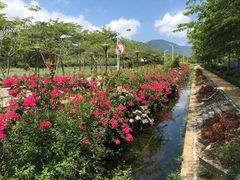 -亚龙湾国际玫瑰谷