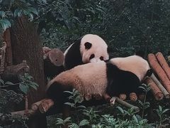 -成都大熊猫繁育研究基地
