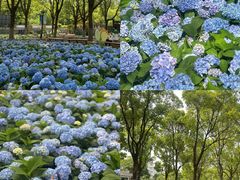 -上海吴淞炮台湾国家湿地公园
