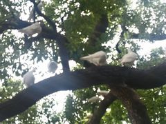 -西湖游船