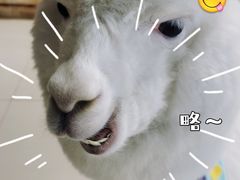 -RU DUCK柯尔鸭公社·撸鸭俱乐部·羊驼·小香猪