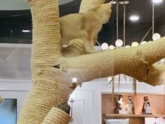 -袖虎·猫馆(体育西路店)