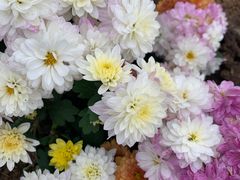-花博汇(知音花月夜)