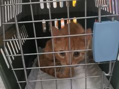 -爱侣宠医·鹦鹉专科·小型哺乳类·异宠专科(灵石路店)