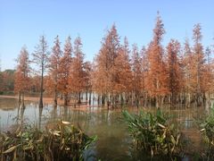 -白鹭湾湿地公园