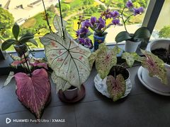 -上海鲜花港