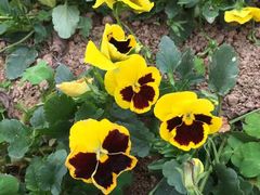 -松山湖梦幻百花洲