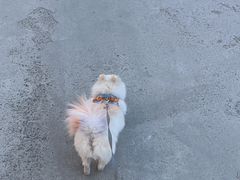 -宠福鑫康馨动物医院·骨科·眼科
