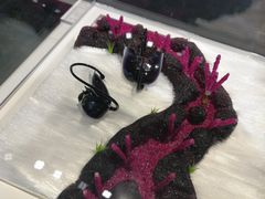 -BLACKSWAN黑天鹅(环球店)